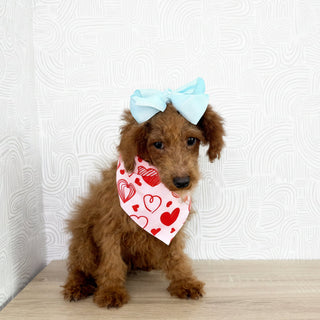 Beatrice - Available Now