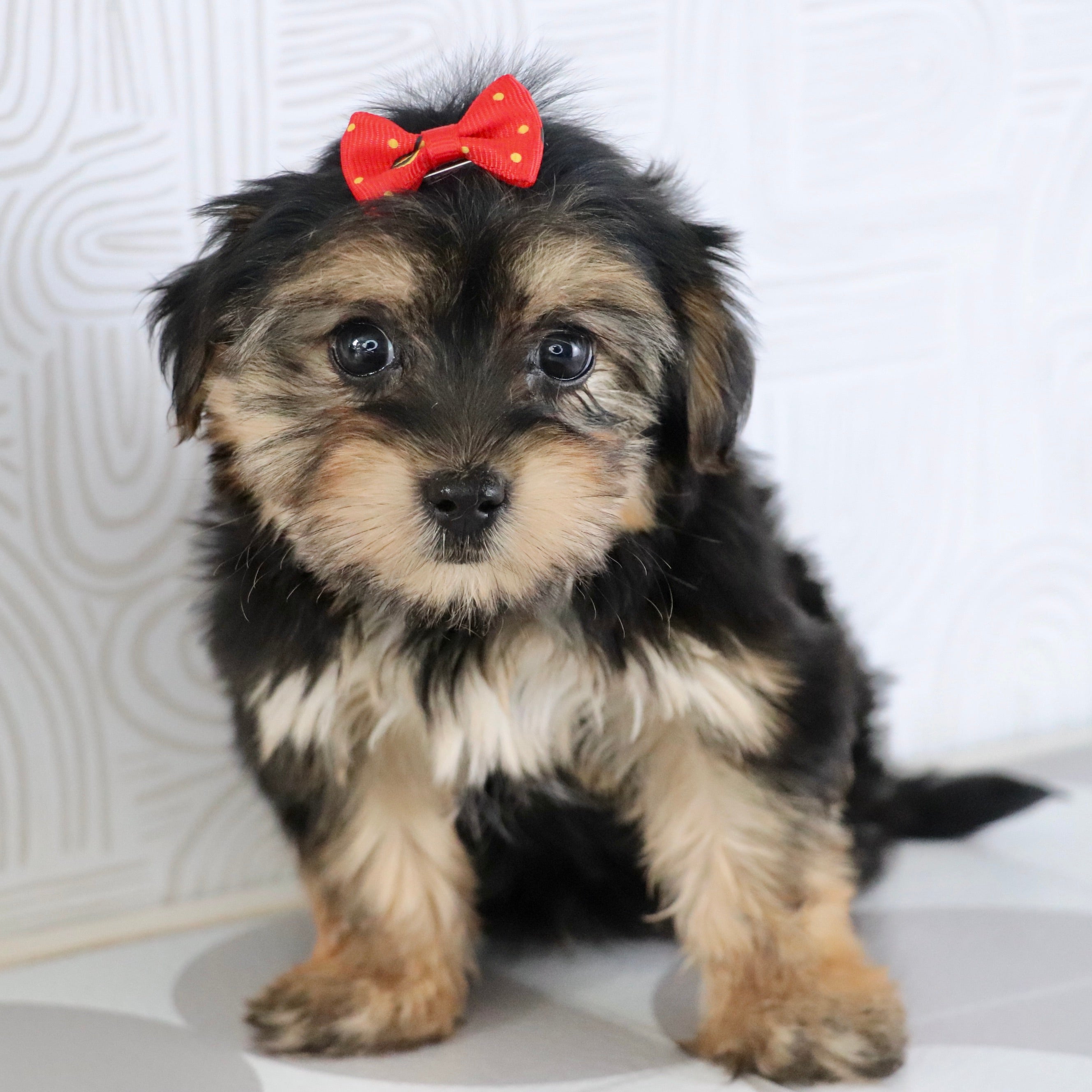 puppies for sale in holly springs