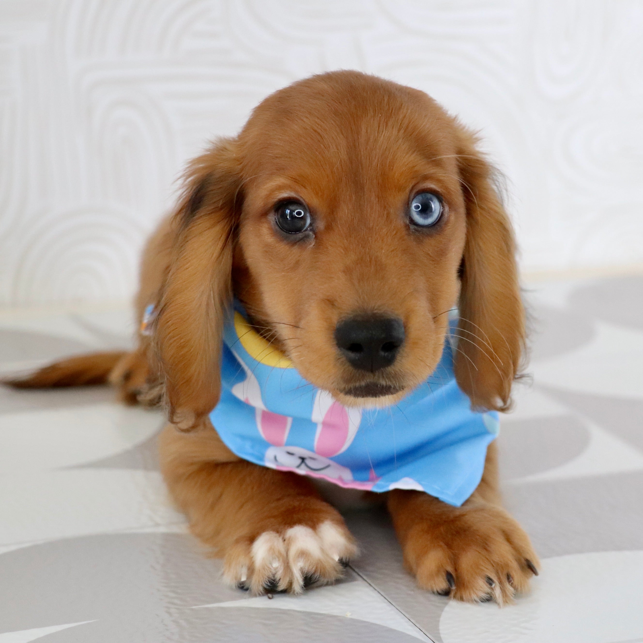 puppies for sale in asheboro