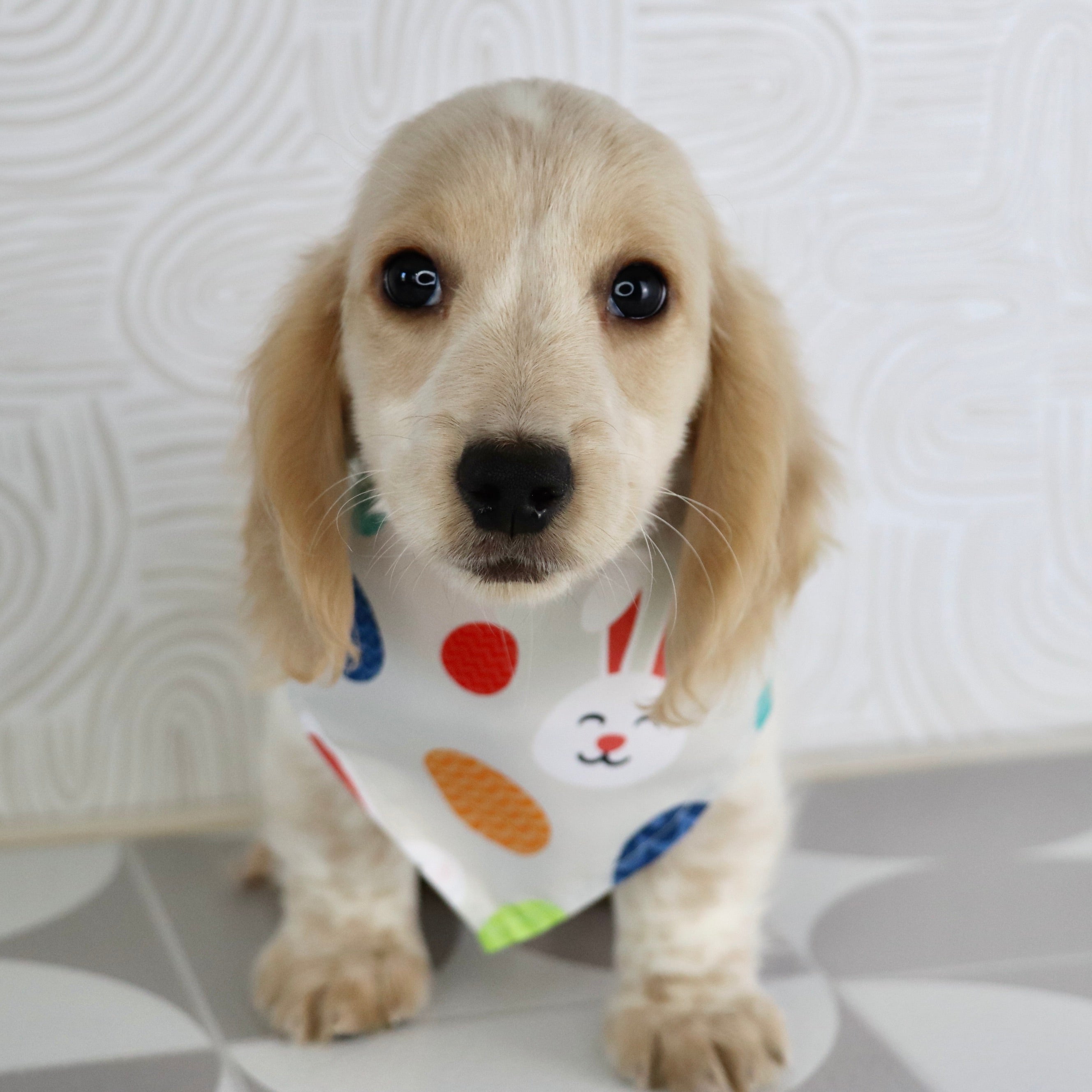 puppies for sale in jacksonville, nc