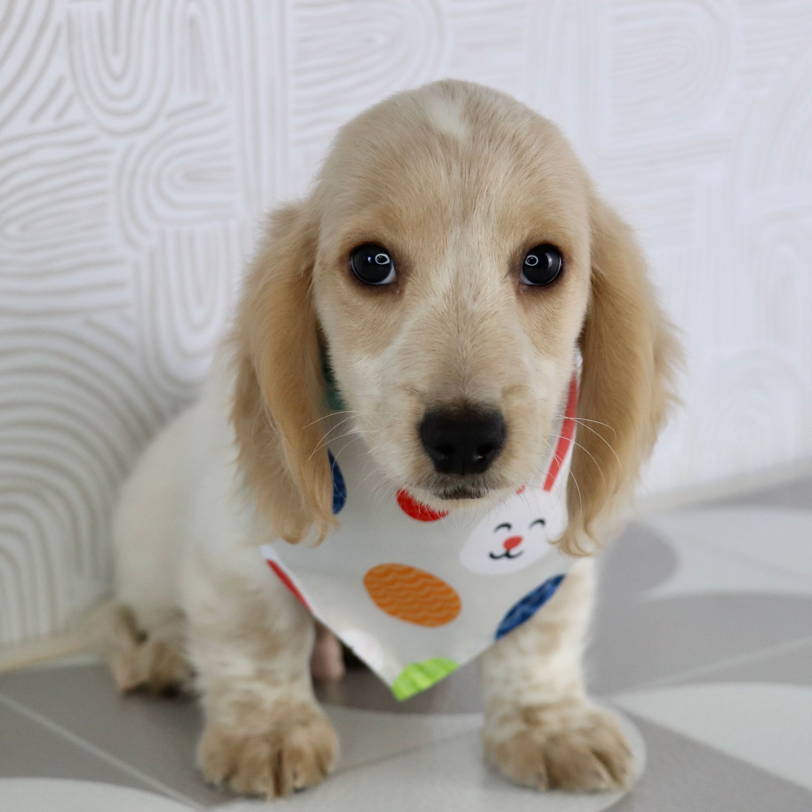 puppies for sale in sanford