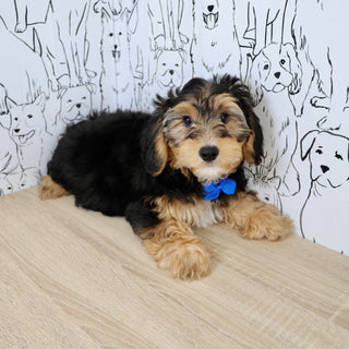 Chester - Available Now