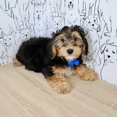 Chester - Available Now