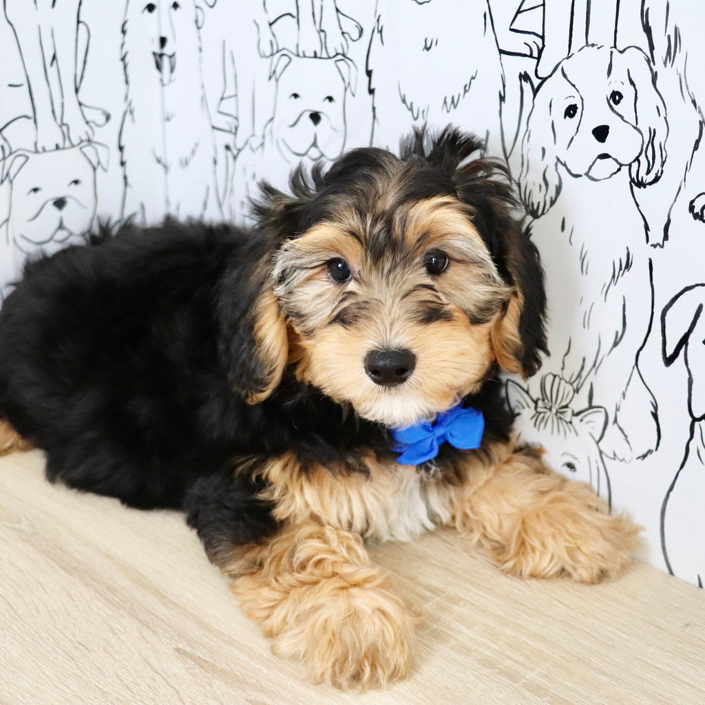 Chester - Available Now