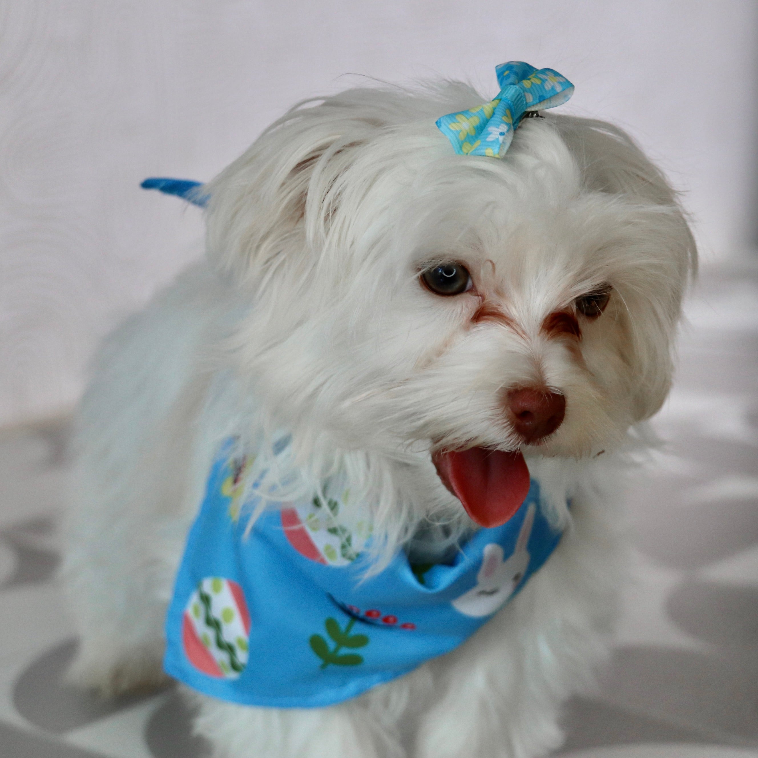 Why choose happytail puppies