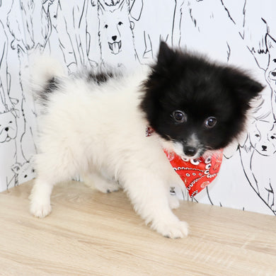 Pongo - Available Now