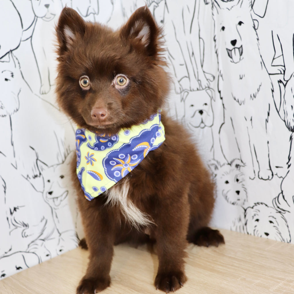 Petey - Available Now