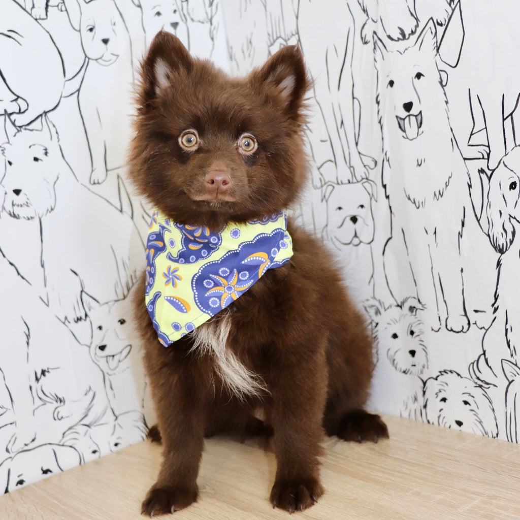 Petey - Available Now