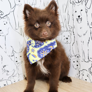 Petey - Available Now