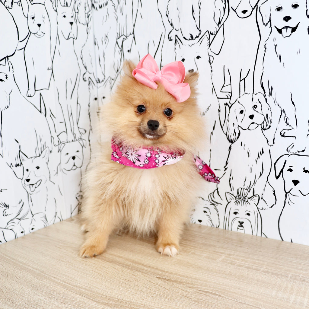 Posey - Available Now