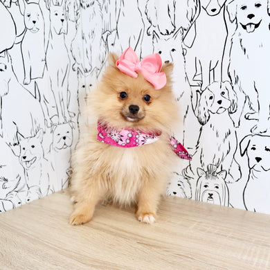 Posey - Available Now