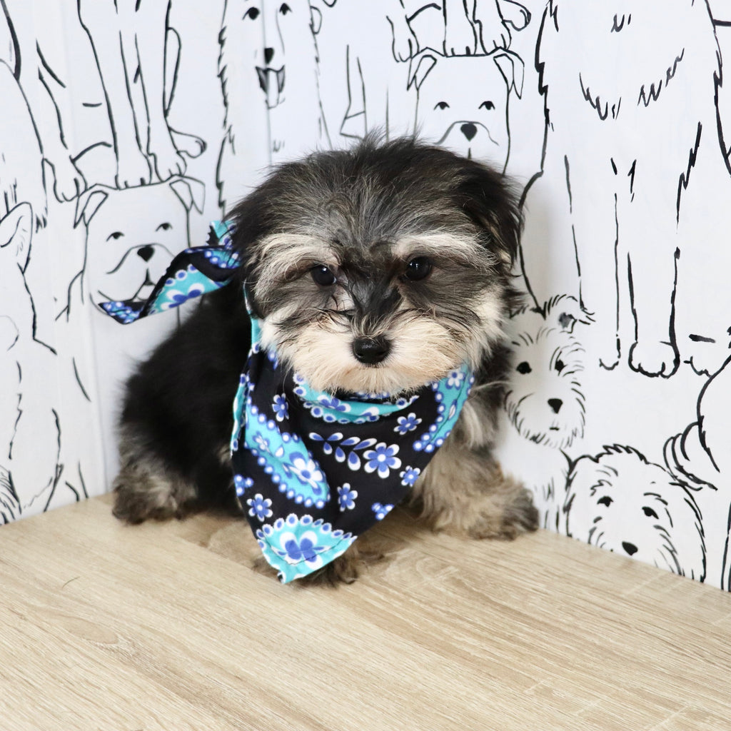 Claude - Available Now
