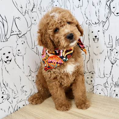 Felix - Available Now