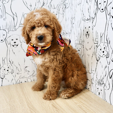 Felix - Available Now