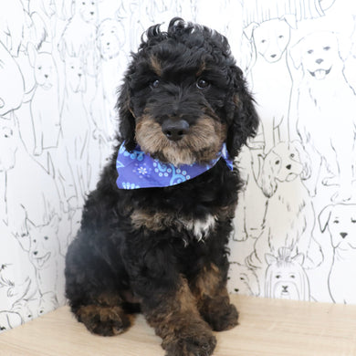 Finnegan - Available Now