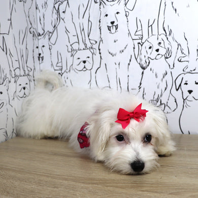 Rachel - Available Now