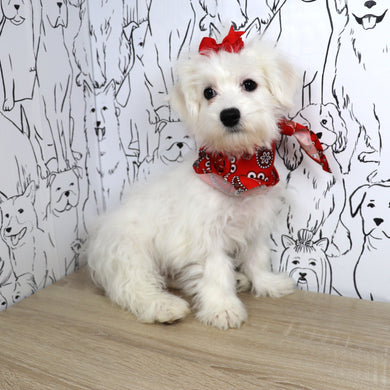 Reese - Available Now