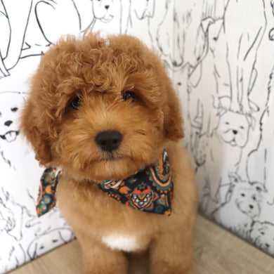 Mills - Available Now