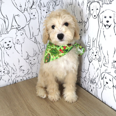 Weston - Available Now