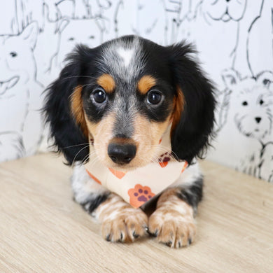 Dexter - Available Now