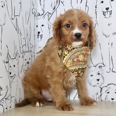 Colson - Available Now