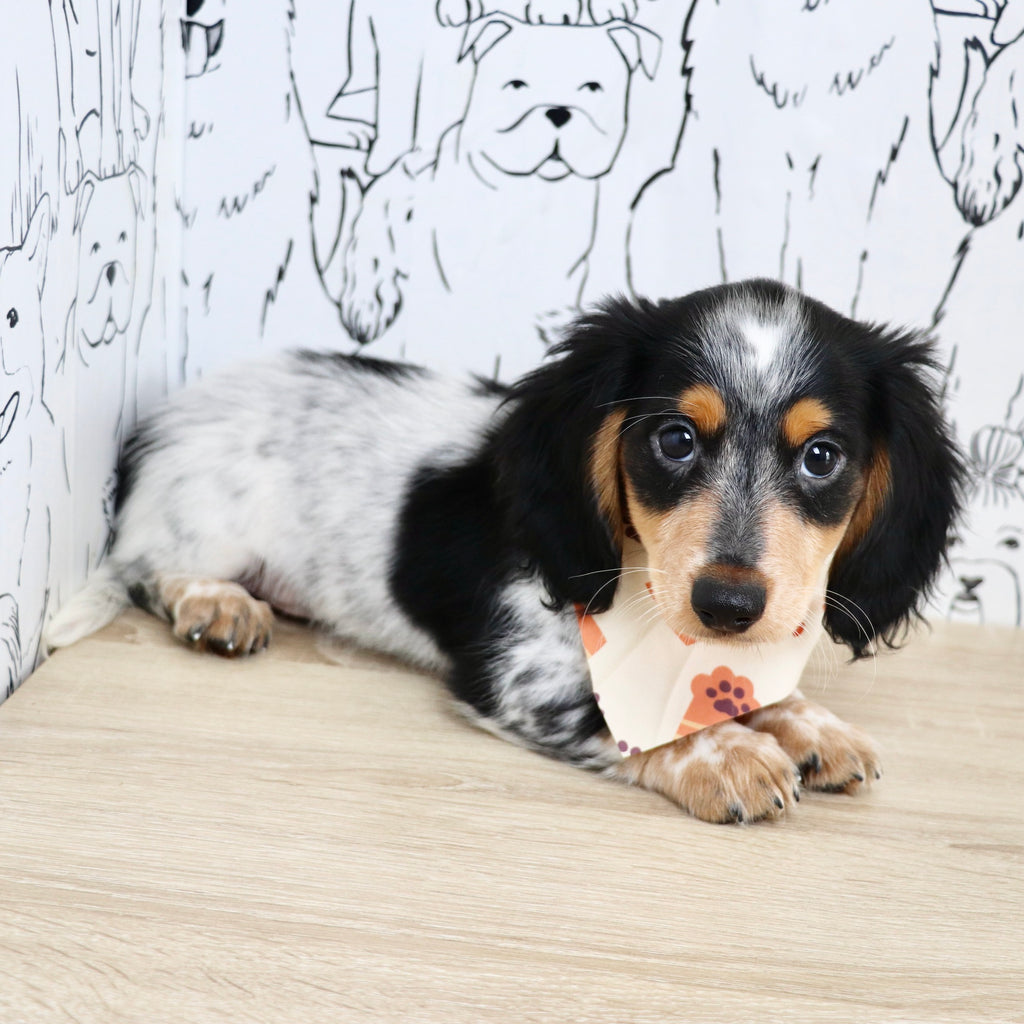 Dexter - Available Now