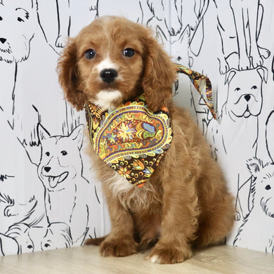 Colson - Available Now