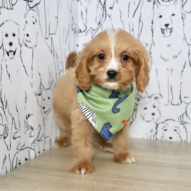 Crew - Available Now