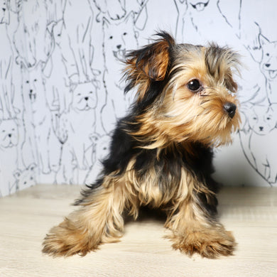 Blizzard - Available Now