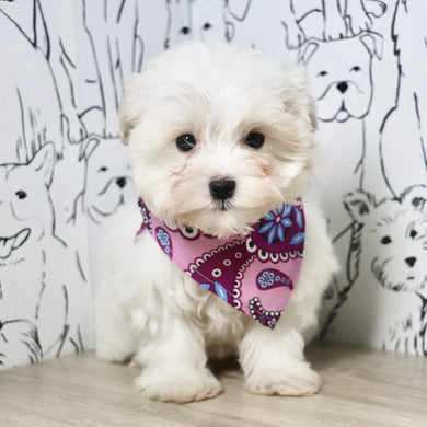 Indigo - Available Now