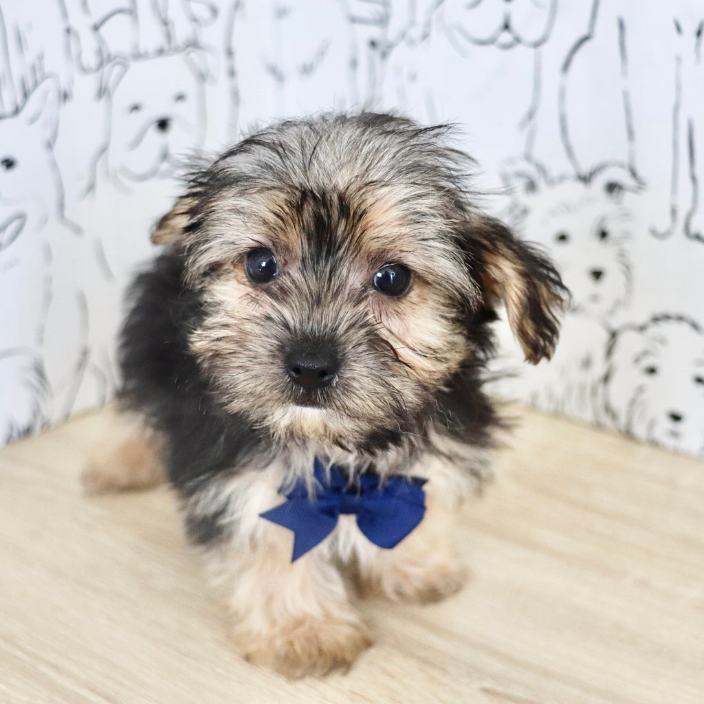 Ringo - Available Now