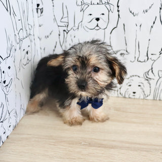 Ringo - Available Now