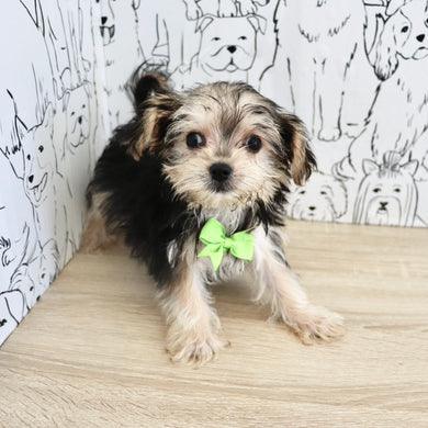 Rocky - Available Now
