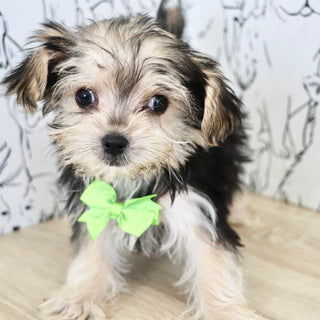 Rocky - Available Now