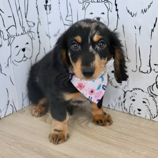 Pepper - Available Now
