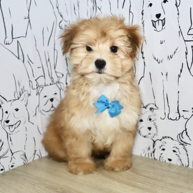 Maxwell - Available Now