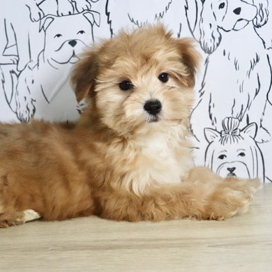 Maxwell - Available Now