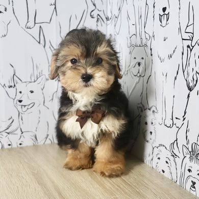 Maddox - Available Now