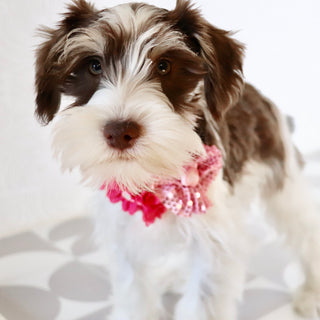 Shelly - Available Now