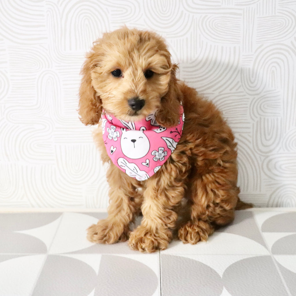 Gertie - Available Now