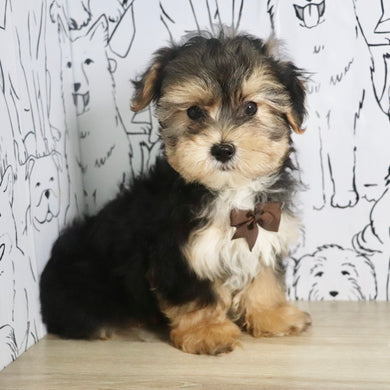 Maddox - Available Now