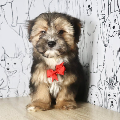 Mateo - Available Now