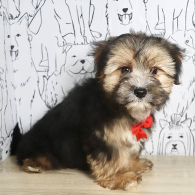 Mateo - Available Now