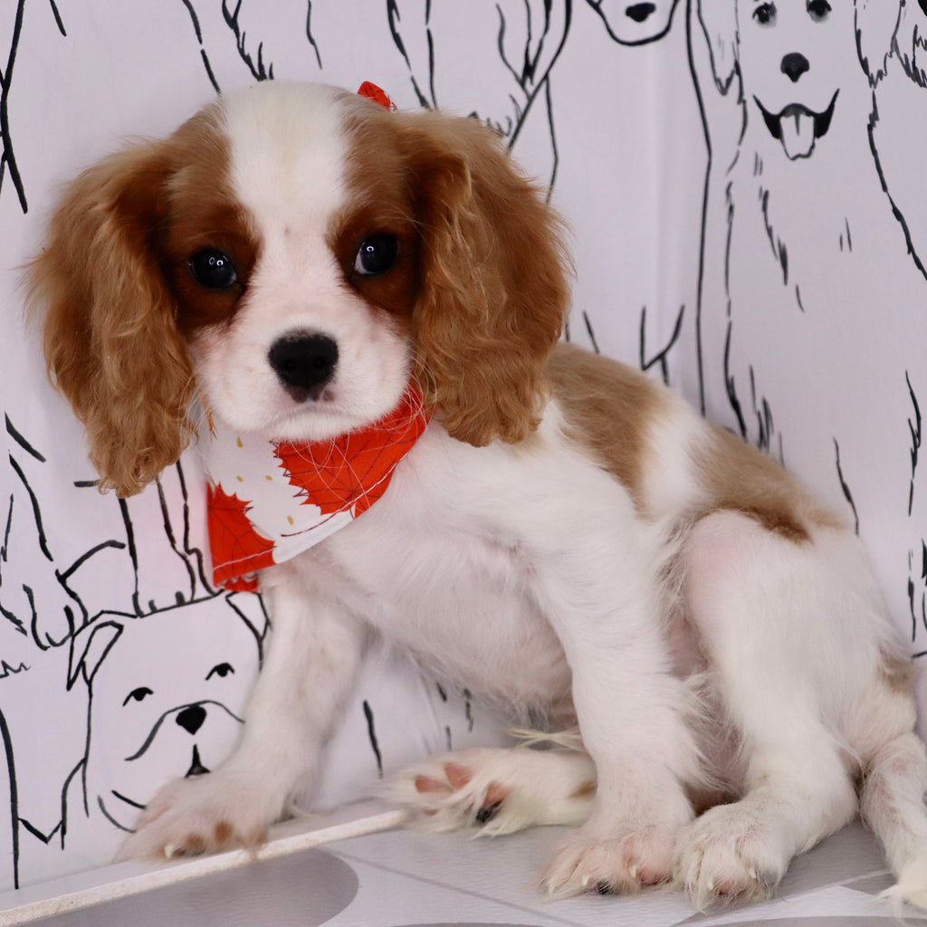 Radley