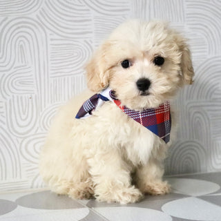 Obi - Available Now