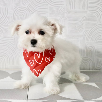 Muffin - Available Now