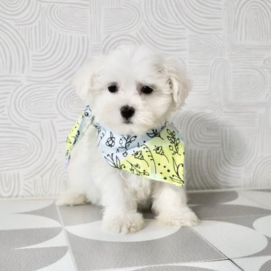 Monty - Available Now