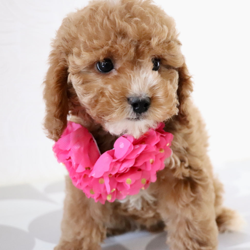 Molly - Available Now