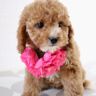Molly - Available Now