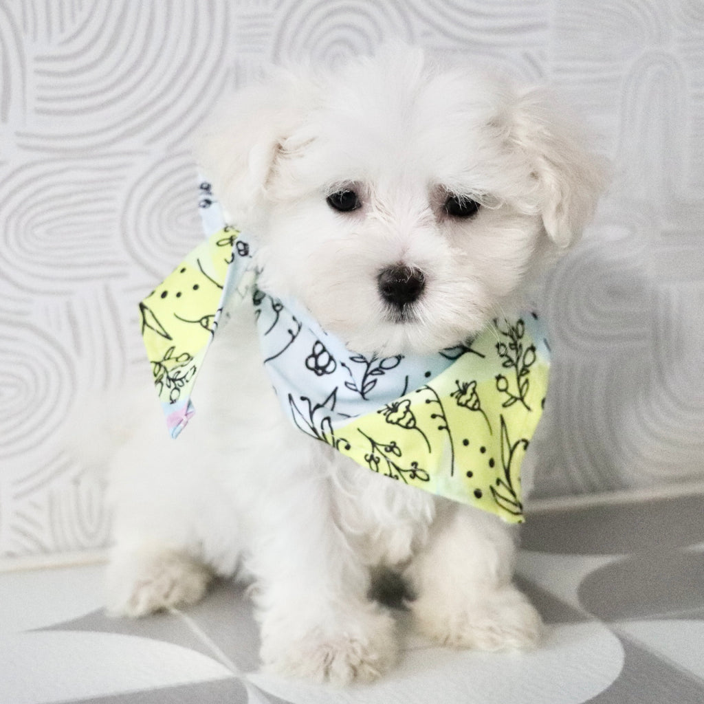 Monty - Available Now